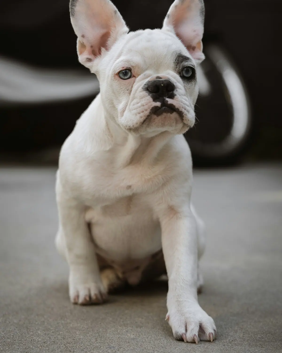 Cream French Bulldog puppy sitting and facing the camera