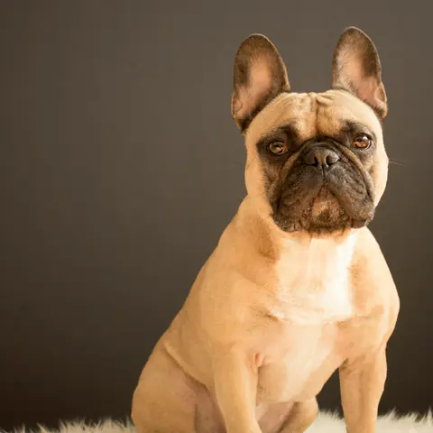 Fawn French Bulldog puppy lying on a yellow backdrop
