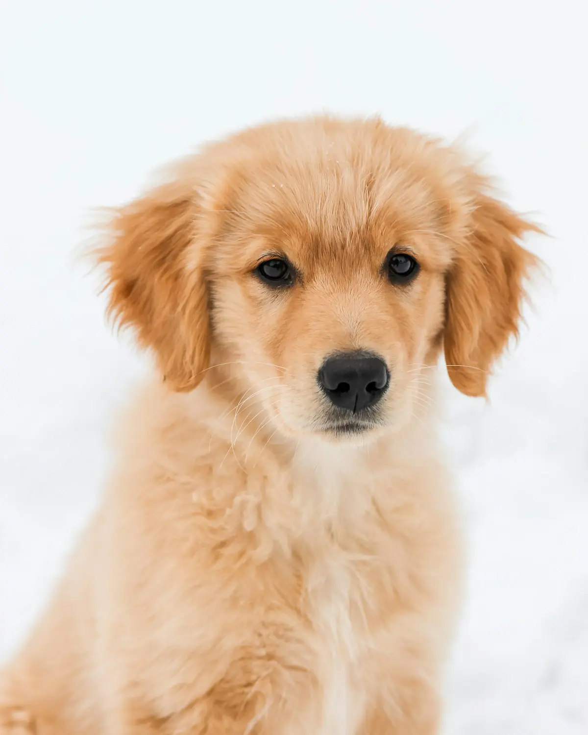Golden Retriever puppy looking up at the camera