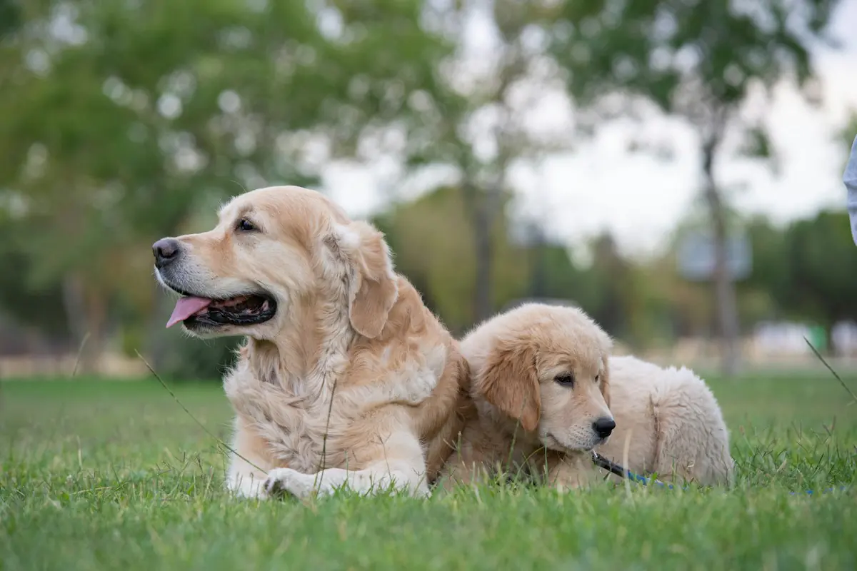 Golden Retriever mother resting on the grass beside her puppy