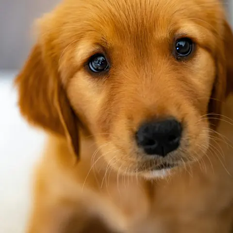 Golden Retriever puppy looking up at the camera