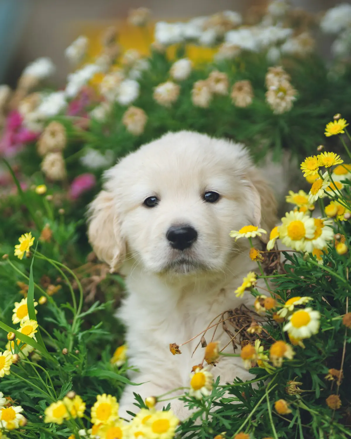 Golden Retriever puppy sitting in autumn leaves
