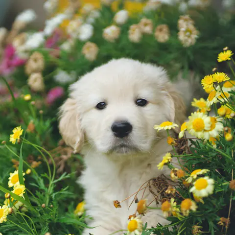 Golden Retriever puppy sitting in autumn leaves