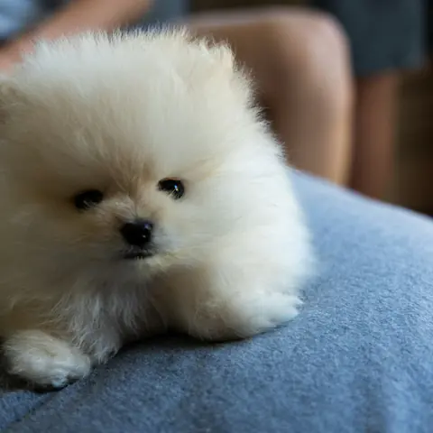 Cream Pomeranian puppy resting on a blanket