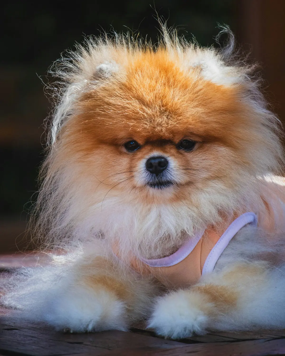 Smiling Pomeranian puppy on the grass