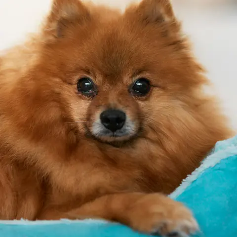 Pomeranian puppy wearing glasses next to a tablet