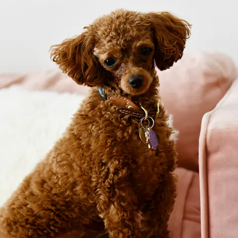 Red Toy Poodle puppy resting on a blanket