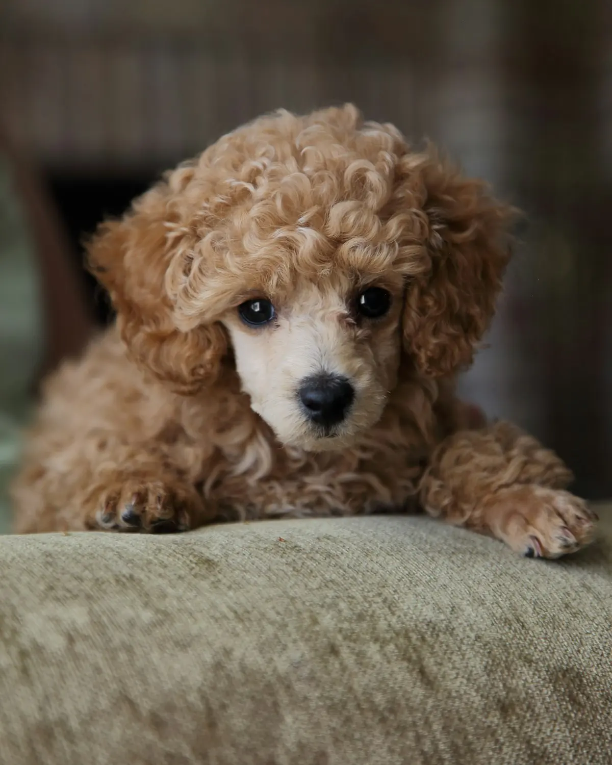 Apricot Poodle puppy tilting its head