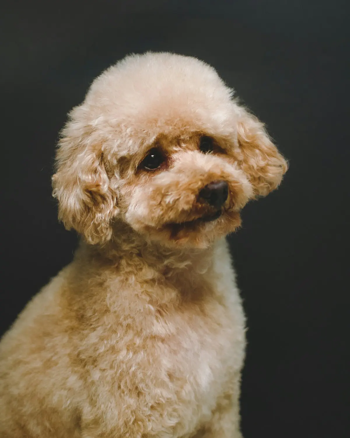 Apricot Poodle puppy on a leash out for a walk